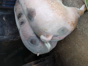 Vând Porci - Marele Alb și Pietran