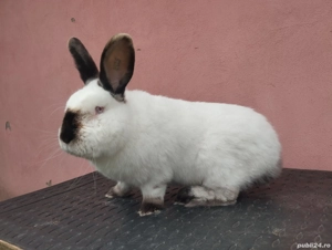 iepurii California  - imagine 3