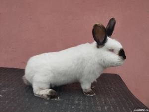 iepurii California  - imagine 2