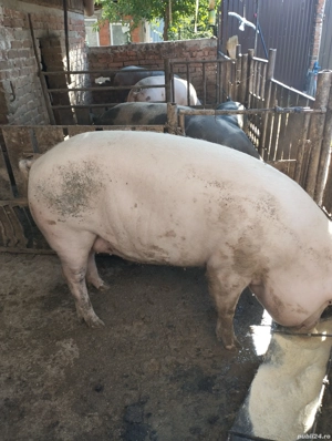 porci de vânzare 