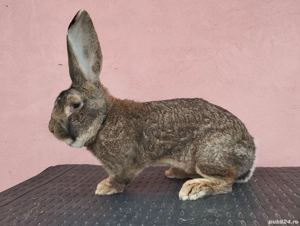 Iepuri Uriaș German Gri  - imagine 4 Iepuri Uriaș German Gri  - imagine 4