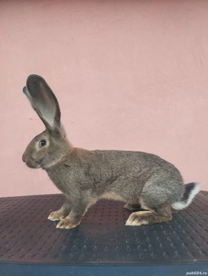 Iepuri Uriaș German Gri  - imagine 5 Iepuri Uriaș German Gri  - imagine 5