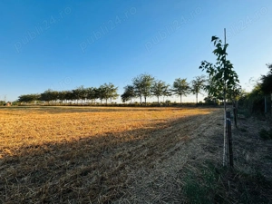 Teren intravilan 10 000 MP - imagine 4