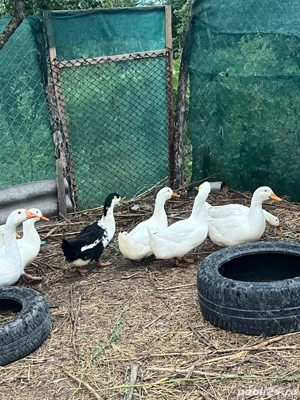 Păsări de curte de vânzare   pui, gâște și rațe crescute natural - imagine 4