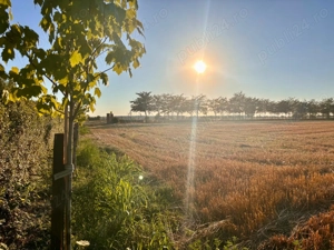 Teren intravilan 10 000 MP - imagine 2