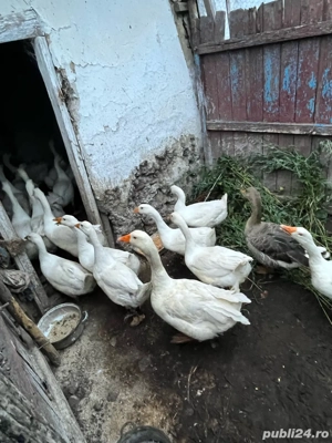 Păsări de curte de vânzare   pui, gâște și rațe crescute natural