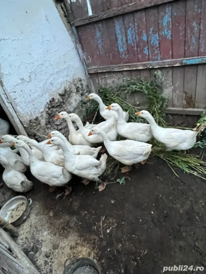 Păsări de curte de vânzare   pui, gâște și rațe crescute natural - imagine 2