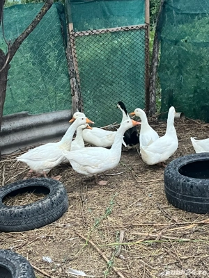 Păsări de curte de vânzare   pui, gâște și rațe crescute natural - imagine 3