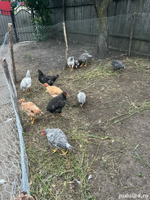 Păsări de curte de vânzare   pui, gâște și rațe crescute natural - imagine 5