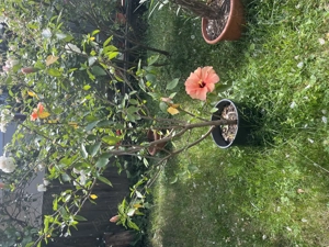 vand trandafiri japonezi culoare rosu inchis, rosu deschis si galben( portocaliu) - imagine 4