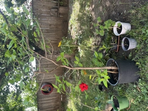 vand trandafiri japonezi culoare rosu inchis, rosu deschis si galben( portocaliu) - imagine 3