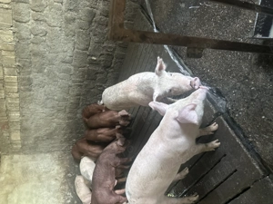 Purcei pentru rotisor sau de ținut 