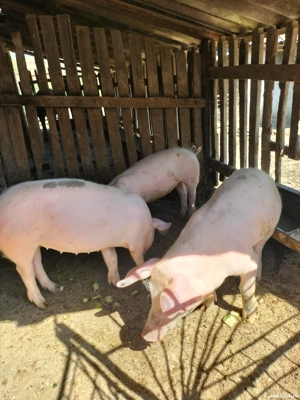 Vand porci - imagine 5