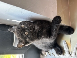 British shorthair  scottish fold