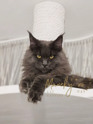 Pui Maine Coon Blue & Negru   Linie Gigant, Campioni, Pedigree FIFe   WCF - imagine 2