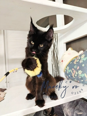 Pui Maine Coon Blue & Negru   Linie Gigant, Campioni, Pedigree FIFe   WCF - imagine 3
