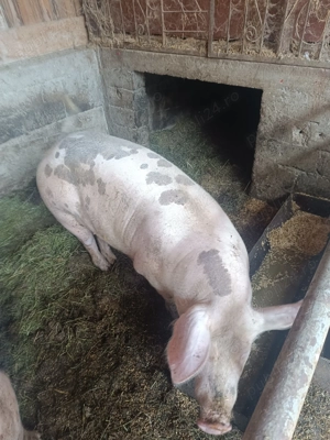 Porci de craciun - imagine 4