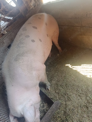 Porci de craciun - imagine 3