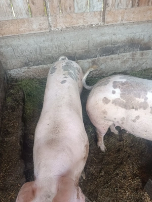 Porci de craciun - imagine 2