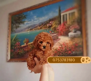 Catei Poodle Pudel Toy  Caniche Toy de Vanzare, livrare in Iasi, garantie, genetic pur! Livrare !