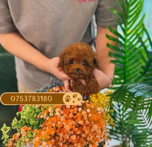 Catei Pudel Toy - Caniche - Poodle Toy roscat red de vanzare in Bucuresti! genetic pur! Livrare - imagine 2