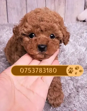 Catelusi Pudel Toy - Caniche Toy roscati de vanzare in Cluj Napoca, genetic pur. Livrare in tara!