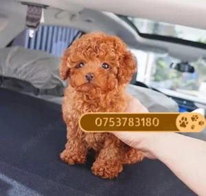 Catei Pudel Toy - Caniche Toy, roscat, maro, negru, apricot de vanzare in Brasov! Livrare! - imagine 2