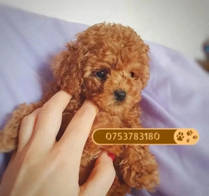 Catei Pudel Toy roscat - Caniche Pitic - Poodle Toy de vanzare in Sibiu, genetic pur, Livrare! - imagine 2