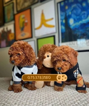 Catei Pudel Toy Mini - Caniche Pitic Toy roscat, red sau apricot de vanzare in Timisoara! Livrare! - imagine 2