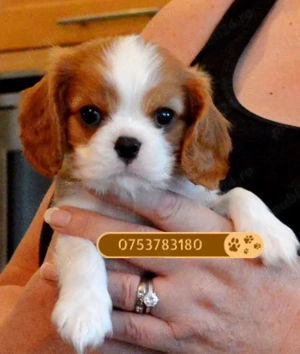Catei Cavalier King Charles de vanzare in Bucuresti, bicolori si tricolori! Livrare !