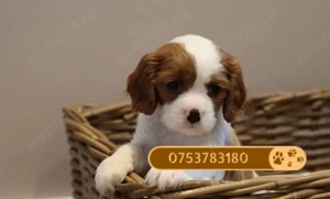 Catei King Charles Cavalier de vanzare in Cluj Napoca. Garantie, Livrare in tara!