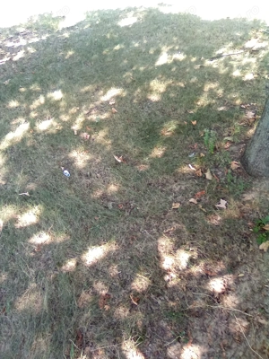 Vând teren intravilan