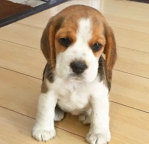 Beagle, 2 luni, vaccin, deparazitare, carnet de sănătate  - imagine 2