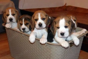 Pui rasa Beagle - tricolori, 2 luni, părinți arbitrați 