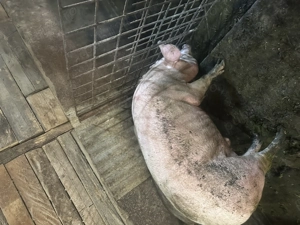 Porc pentru sacrificat  - imagine 2