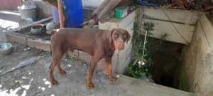 Casa de vânzare centrala în Devade vâ - imagine 3