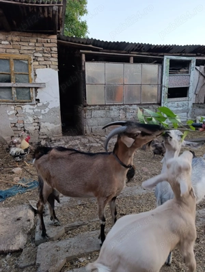 Capră de vânzare  - imagine 3