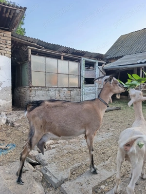 Capră de vânzare  - imagine 4