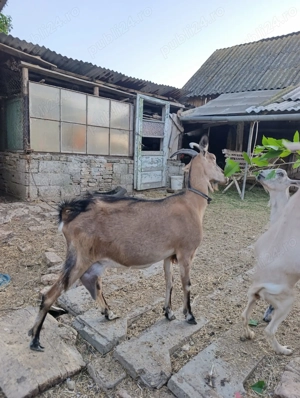 Capră de vânzare  - imagine 5