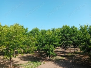 Proprietar vând sau schimb livadă  - imagine 7