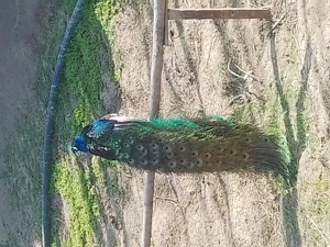 Crescător de păuni vând pene frumoase cu model - imagine 2