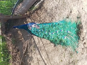 Crescător de păuni vând pene frumoase cu model - imagine 4