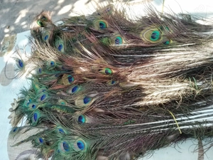 Crescător de păuni vând pene frumoase cu model - imagine 5