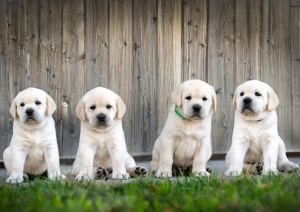 Labrador Retriever - 2 luni - transport autorizat la nivel național