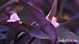 planta tradescantia pallida