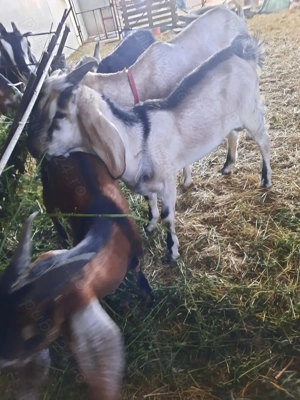 Urgent 2 tapi Anglo Nubian 2025