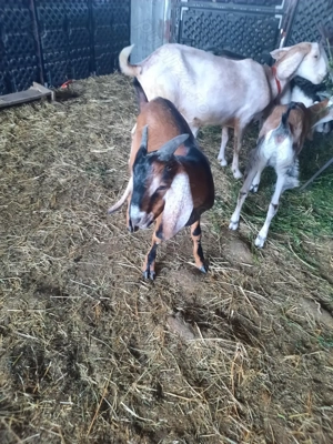 Urgent 2 tapi Anglo Nubian 2025 - imagine 2