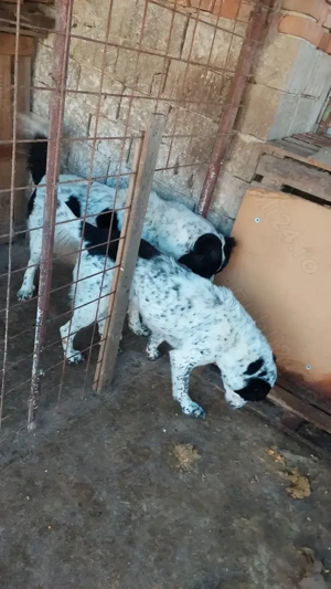 Pereche adult Ciobanesc de asia centrala  - imagine 2