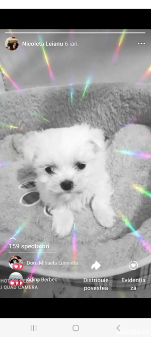 Bichon maltez mini toy 