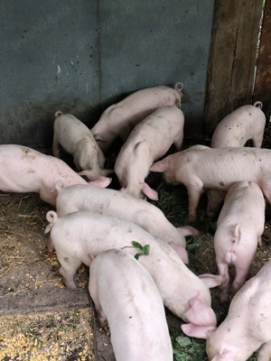 Vand purcei rasa carne - imagine 2